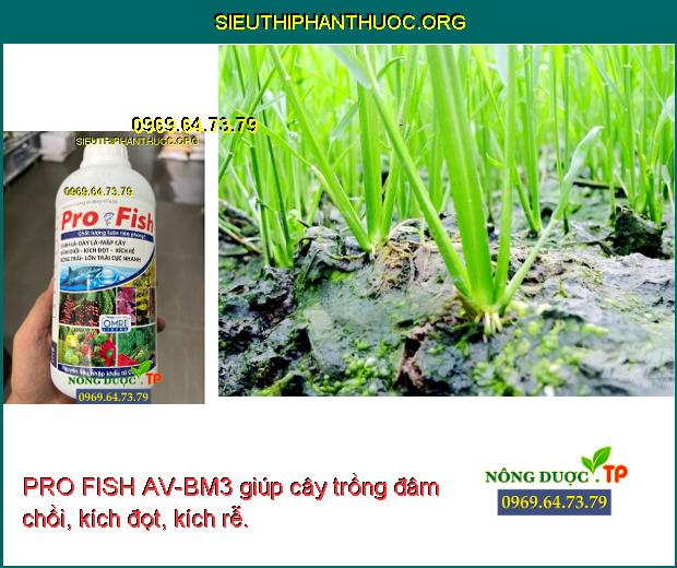 PRO FISH AV-BM3 giúp cây trồng đâm chồi, kích đọt, kích rễ.