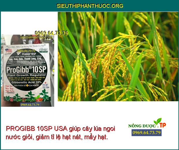 PROGIBB 10SP USA giúp cây lúa ngoi nước giỏi, giảm tỉ lệ hạt nát, mẩy hạt.