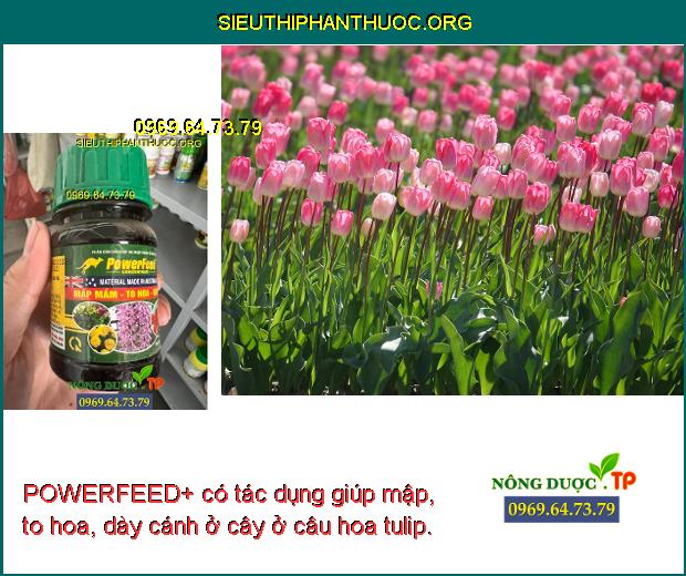 POWERFEED+ có tác dụng giúp mập, to hoa, dày cánh ở cây ở câu hoa tulip.