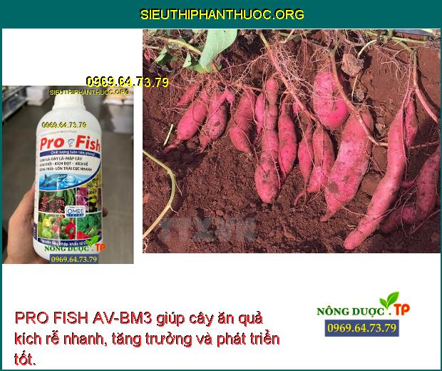 PRO FISH AV-BM3 giúp cây ăn quả kích rễ nhanh, tăng trưởng và phát triển tốt.