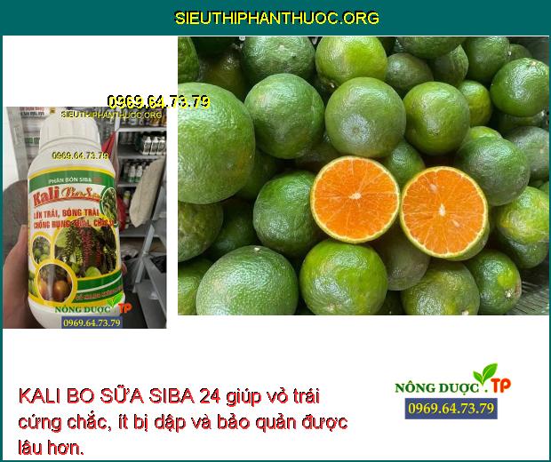 KALI BO SỮA SIBA 24 giúp vỏ trái cứng chắc, ít bị dập và bảo quản được lâu hơn.