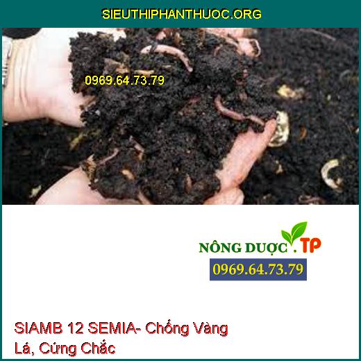 SIAMB 12 SEMIA- Chống Vàng Lá, Cứng Chắc