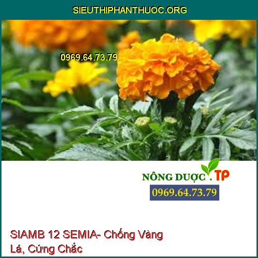 SIAMB 12 SEMIA- Chống Vàng Lá, Cứng Chắc