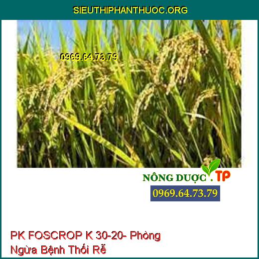 PK FOSCROP K 30-20- Phòng Ngừa Bệnh Thối Rễ