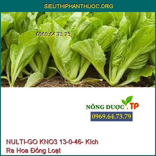 NULTI-GO KNO3 13-0-46- Kích Ra Hoa Đồng Loạt