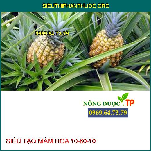 SIÊU TẠO MẦM HOA 10-60-10