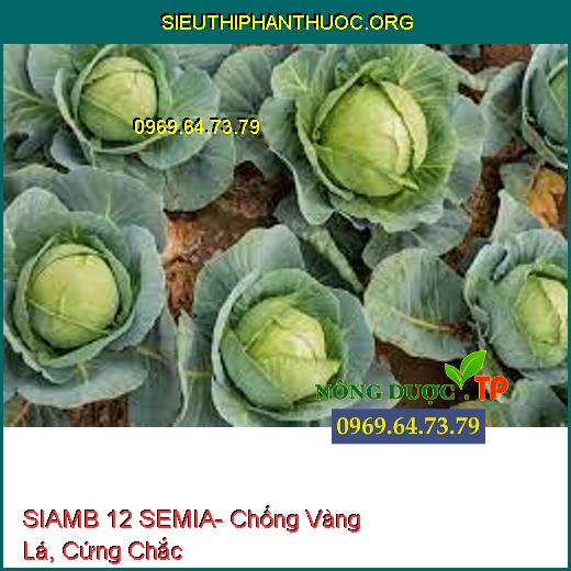 SIAMB 12 SEMIA- Chống Vàng Lá, Cứng Chắc