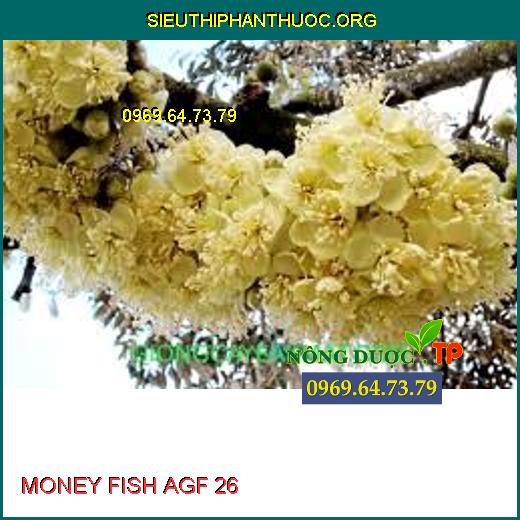 MONEY FISH AGF 26