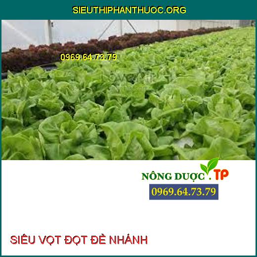 SIÊU VỌT ĐỌT ĐẺ NHÁNH