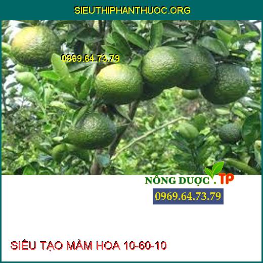 SIÊU TẠO MẦM HOA 10-60-10