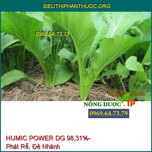 HUMIC POWER DG 98,31%- Phát Rễ, Đẻ Nhánh