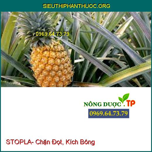 STOPLA- Chặn Đọt, Kích Bông