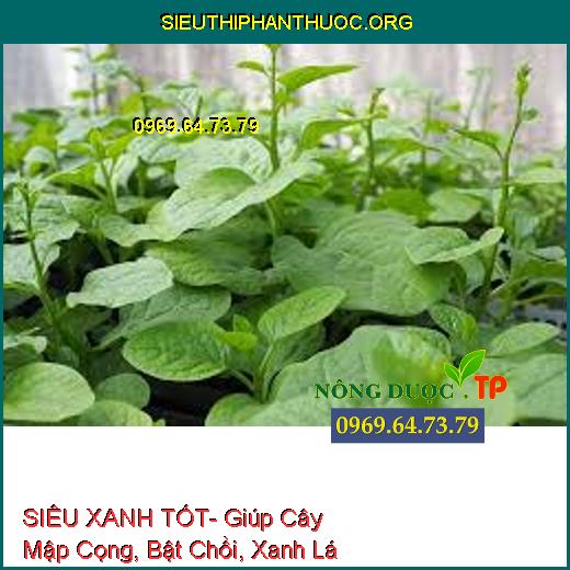 SIÊU XANH TỐT- Giúp Cây Mập Cọng, Bật Chồi, Xanh Lá