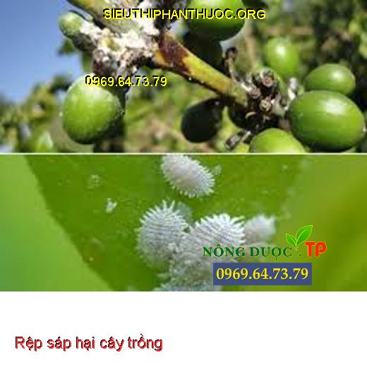 Rệp sáp gây hại