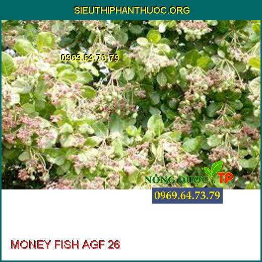 MONEY FISH AGF 26