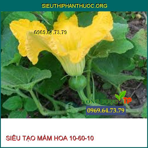 SIÊU TẠO MẦM HOA 10-60-10