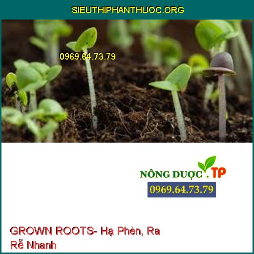 GROWN ROOTS- Hạ Phèn, Ra Rễ Nhanh
