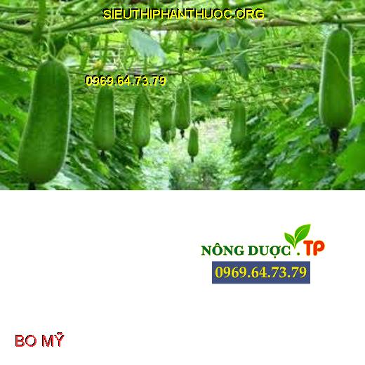 BO MỸ