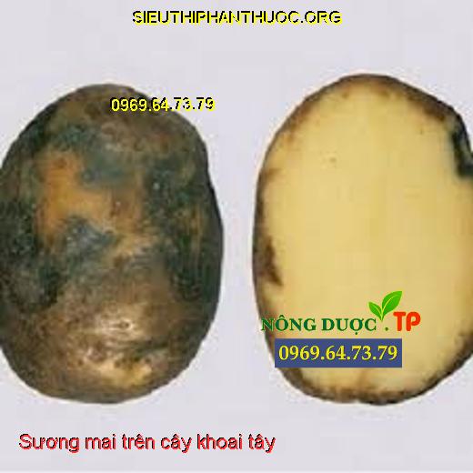 Sương mai trên cây khoai tây