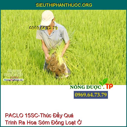 PACLO 15SC-Thúc Đẩy Quá Trình Ra Hoa Sớm Đồng Loạt Ở Lúa