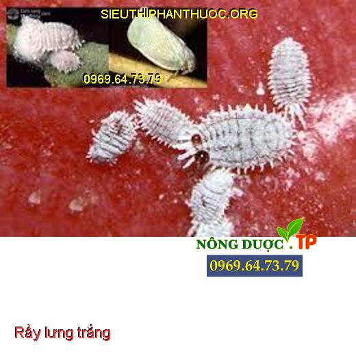 THUỐC TRỪ SÂU BÒ CẠP - Sát Thủ Diệt Sâu, Rầy Kháng Thuốc - SIÊU THỊ ...