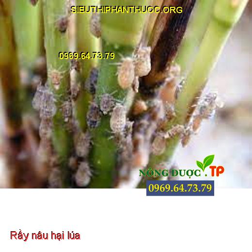 BUCCAS 120WP VUA RẦY RỆP 120- Đặc Trị Các Loại Rầy, Bọ Xít Muỗi, Rệp ...