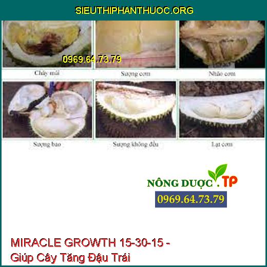 MIRACLE GROWTH 15-30-15 - Giúp Cây Tăng Đậu Trái