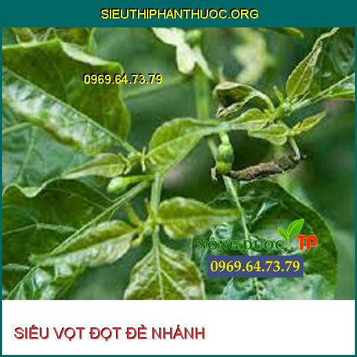 SIÊU VỌT ĐỌT ĐẺ NHÁNH