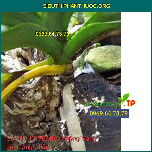 SIAMB 12 SEMIA- Chống Vàng Lá, Cứng Chắc
