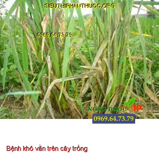 Bệnh khô vằn trên cây trồng