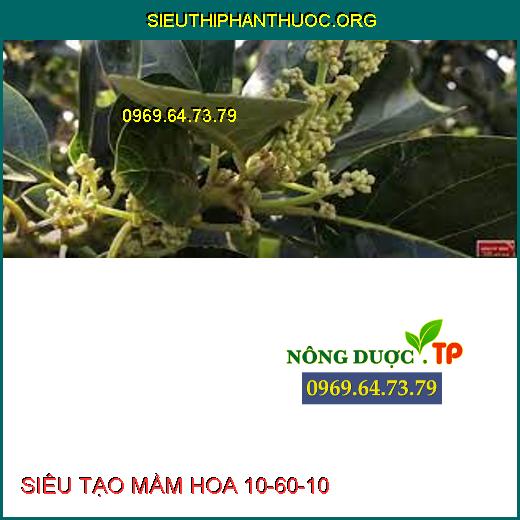 SIÊU TẠO MẦM HOA 10-60-10