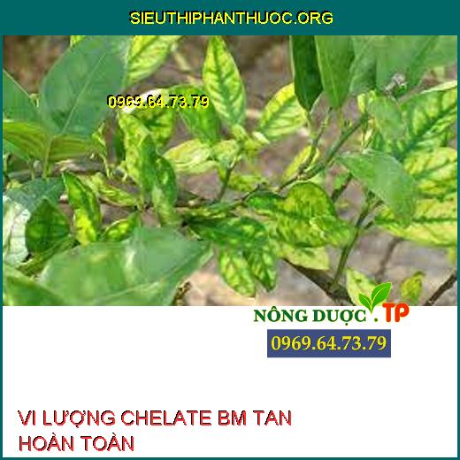 VI LƯỢNG CHELATE BM TAN HOÀN TOÀN