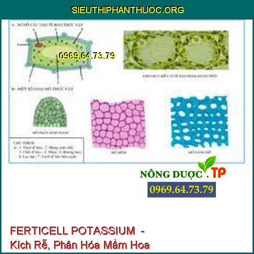 FERTICELL POTASSIUM Nhũ Tương Protein Nano Kẽm - Kích Rễ, Phân Hóa Mầm Hoa