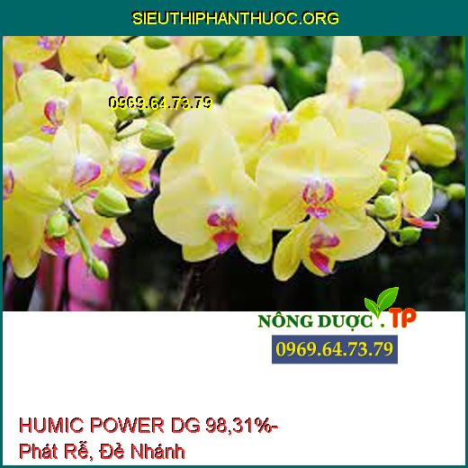 HUMIC POWER DG 98,31%- Phát Rễ, Đẻ Nhánh