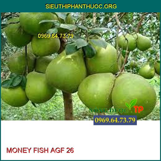 MONEY FISH AGF 26