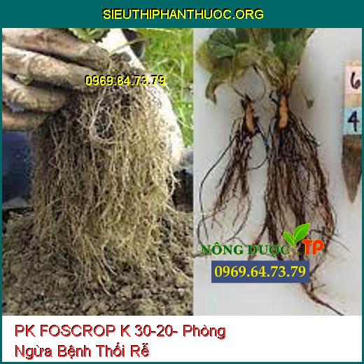 PK FOSCROP K 30-20- Phòng Ngừa Bệnh Thối Rễ