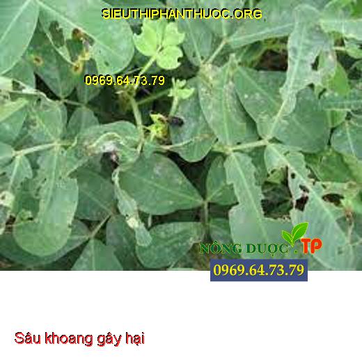 sâu khoang gây hại