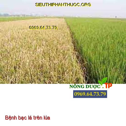 Bệnh bạc lá trên lúa