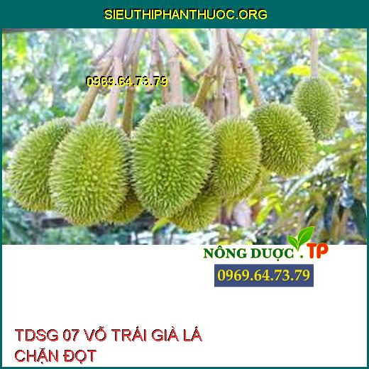 TDSG 07 VỖ TRÁI GIÀ LÁ CHẶN ĐỌT