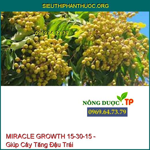 MIRACLE GROWTH 15-30-15 - Giúp Cây Tăng Đậu Trái