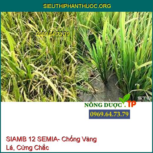 SIAMB 12 SEMIA- Chống Vàng Lá, Cứng Chắc