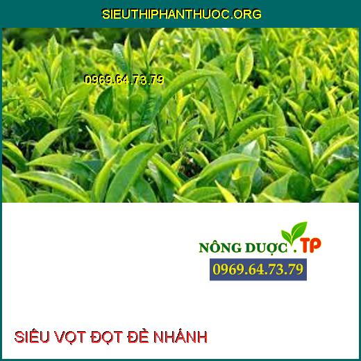 SIÊU VỌT ĐỌT ĐẺ NHÁNH