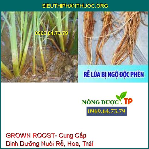 GROWN ROOST- Cung Cấp Dinh Dưỡng Nuôi Rễ, Hoa, Trái