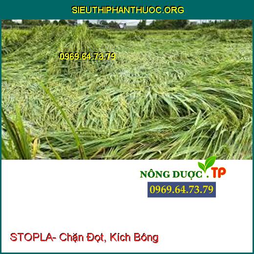 STOPLA- Chặn Đọt, Kích Bông