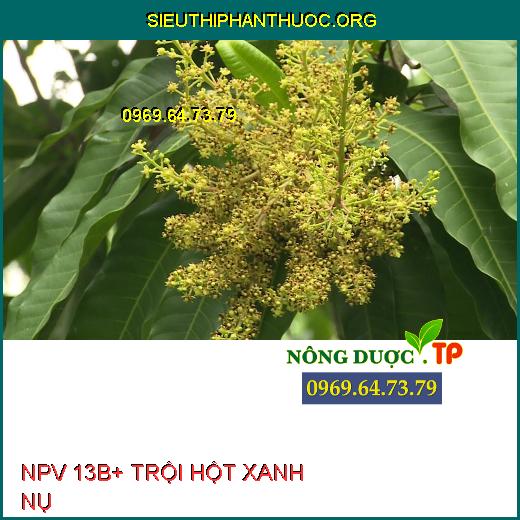 NPV 13B+ TRỘI HỘT XANH NỤ