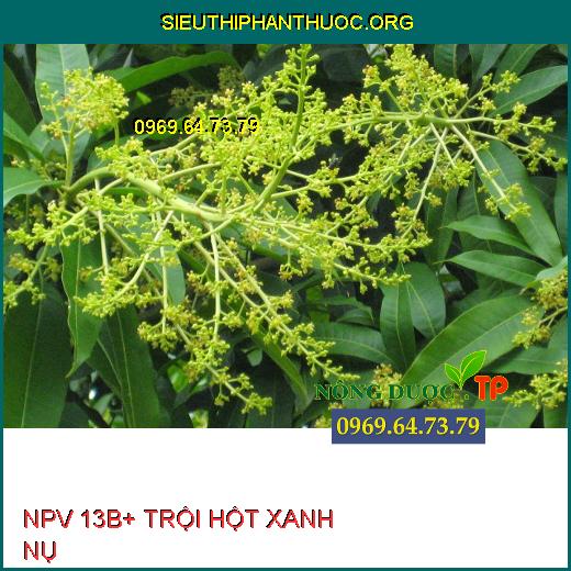 NPV 13B+ TRỘI HỘT XANH NỤ