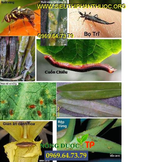 Một số hình ảnh côn trùng có miệng nhai vả côn trùng chích hút