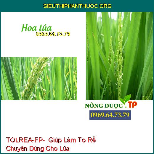 TOLREA-FP- Giúp Làm To Rễ Chuyên Dùng Cho Lúa