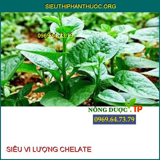 SIÊU VI LƯỢNG CHELATE