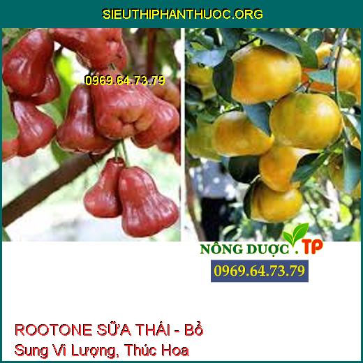 ROOTONE SỮA THÁI - Bổ Sung Vi Lượng, Thúc Hoa